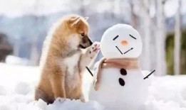 雪可爱爆料陈死狗视频大全,雪可爱揭露陈死狗视频真相大盘点