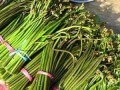 爆料地狱火蕨最新视频,揭秘植物界的奇异现象