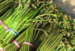 爆料地狱火蕨最新视频,揭秘植物界的奇异现象