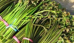 爆料地狱火蕨最新视频,揭秘植物界的奇异现象