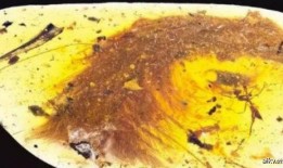 琥珀蛇化石爆料视频,穿越时空的史前生物奇观