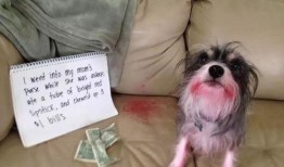 雪可爱爆料陈死狗视频大全,雪可爱揭露陈死狗视频真相大盘点