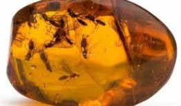 琥珀蛇化石爆料视频,穿越时空的史前生物奇观