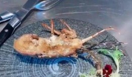 日料厨子爆料怎么做视频,日式料理制作秘籍大公开