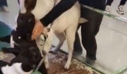 小羊爆料视频真实,真实事件背后的惊人真相