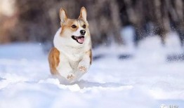 雪可爱爆料陈死狗视频大全,雪可爱揭露陈死狗视频真相大盘点