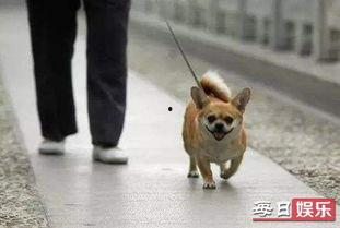 娱乐吃瓜养狗视频大全